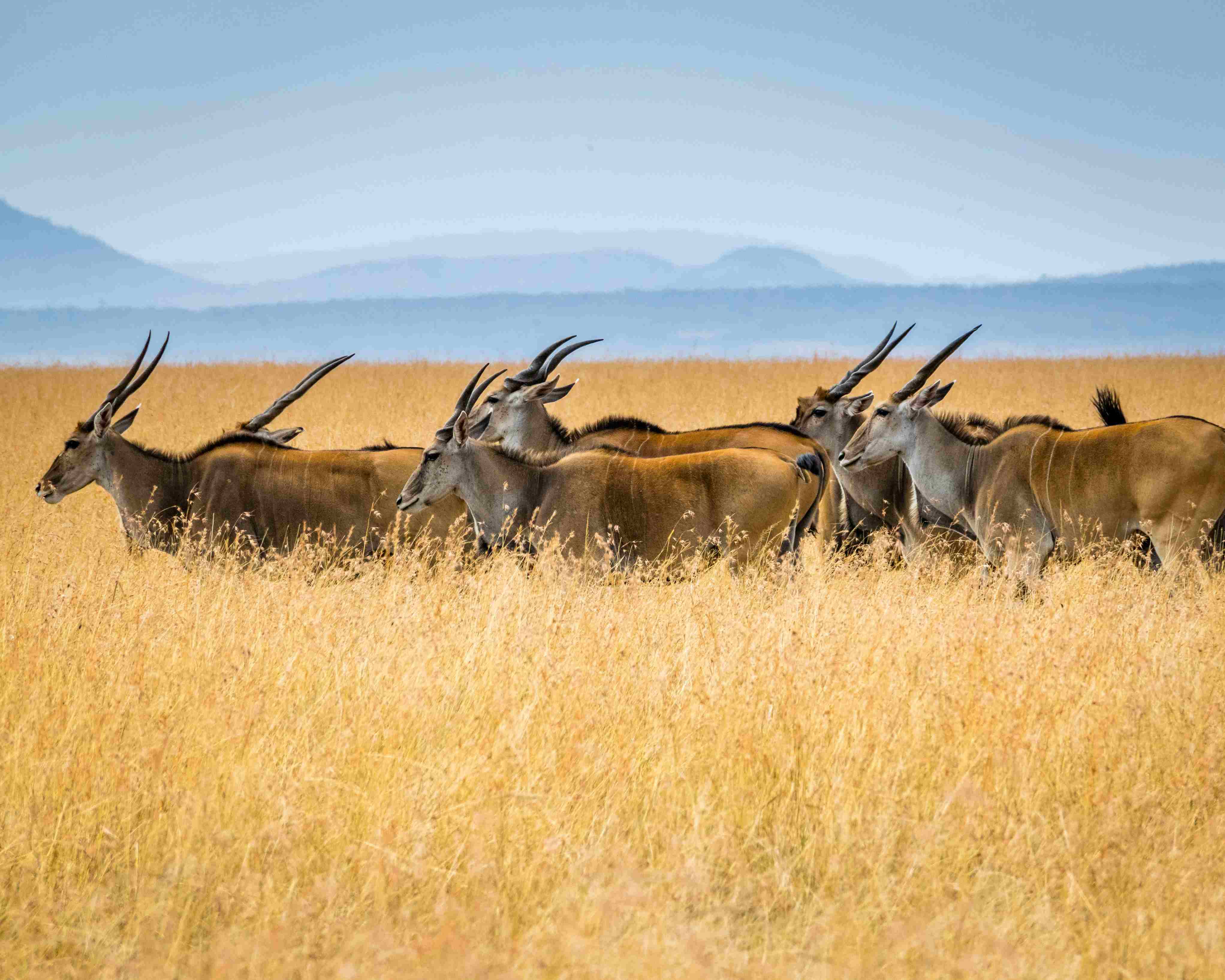 Exploring Wildlife in Masai Mara.